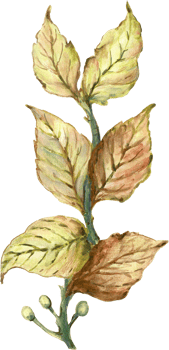 Botanical meadow fiels wildflower leaves plants png