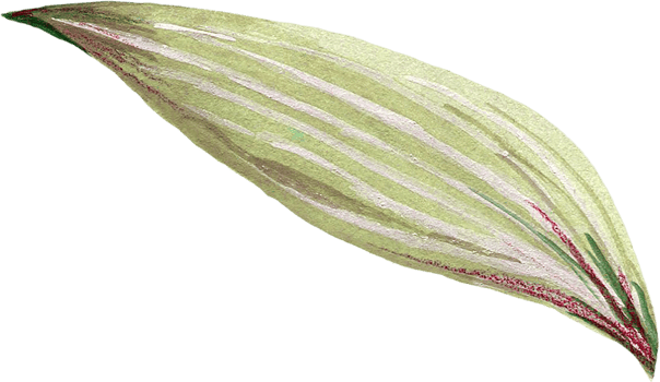 Botanical meadow fiels wildflower leaves plants png