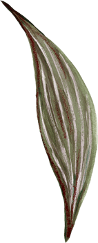 Botanical meadow fiels wildflower leaves plants png