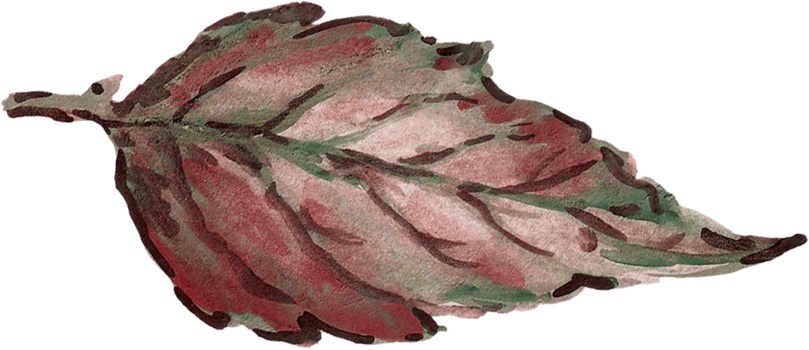 Botanical meadow fiels wildflower leaves plants png