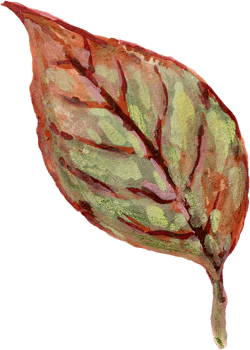 Botanical meadow fiels wildflower leaves plants png