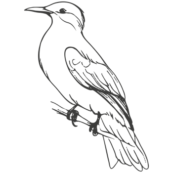 Hand drawn birds sketch. png