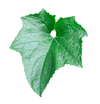 a green large pumpkin leaf on a white background, vegetables tree leaves and branch png
