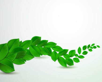 green leaves on a white background vector