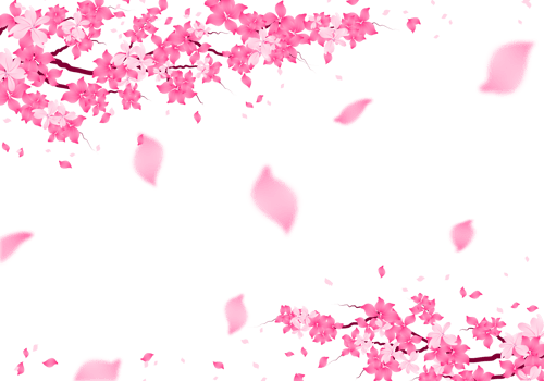 Sakura Blossom Frame. Cherry Bloom Background. Pink Flower falling Petals Border. png