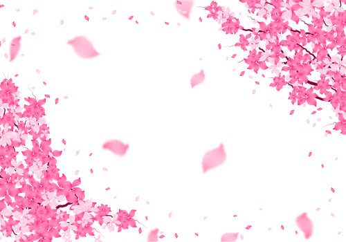 Sakura Blossom Frame. Cherry Bloom Background. Pink Flower falling Petals Border. png