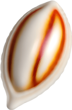 AI generated an image of a colorful seashell. Ai-Generated. png
