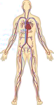 Human blood vessels anatomy vector