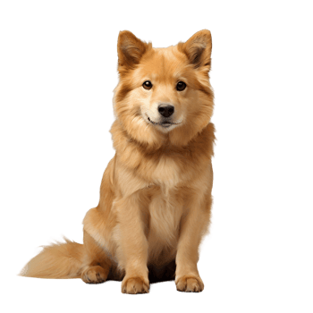 AI generated golden retriever dog sitting png