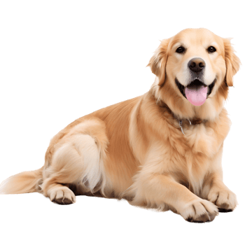 AI generated golden retriever dog sitting png