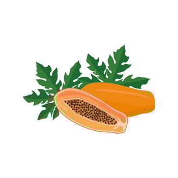 Ripe papaya cross section, half and whole exotic delicious fruit with black seeds and green leafs. Flat vector cartoon illustration isolated on white background