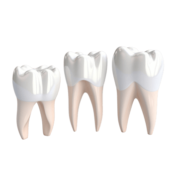AI generated Set of dental premolar teeth 3d models on transparent background. png