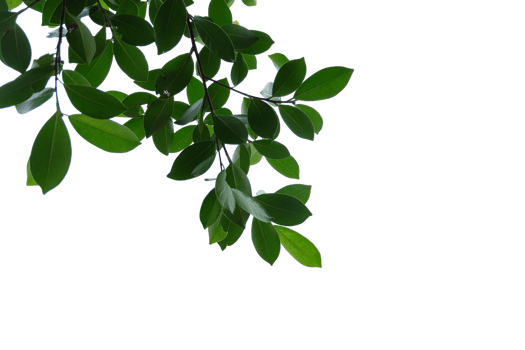 Tree branches and leaves isolated on transparent background png