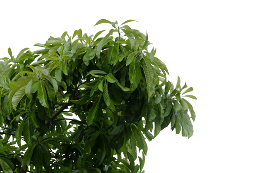 Tree branches and leaves isolated on transparent background png