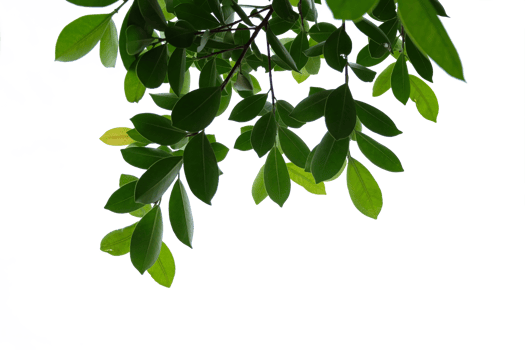 Tree branches and leaves isolated on transparent background png