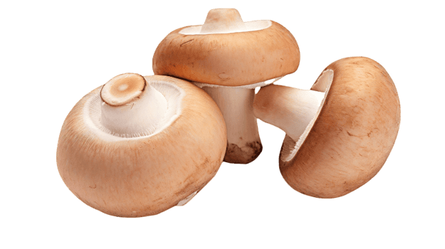 AI generated mushrooms on a transparent  background png