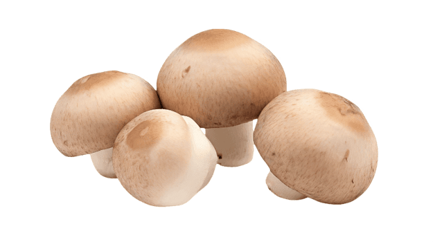 AI generated mushrooms on a transparent background png