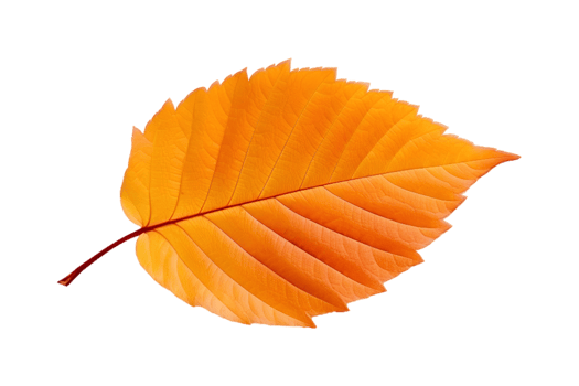 AI generated Vibrant Orange Autumn Leaf on Transparent Background png