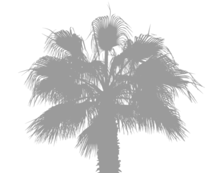 Tropical Palm Tree shadow png