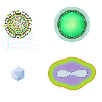 bacteria and virus cells isolated. vector