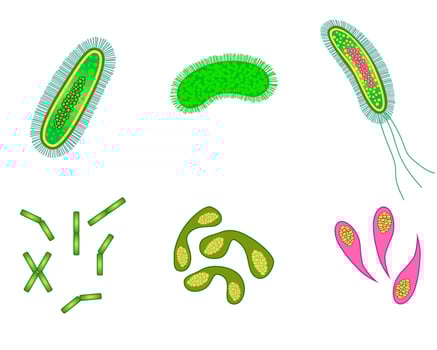 bacteria and virus cells isolated. vector