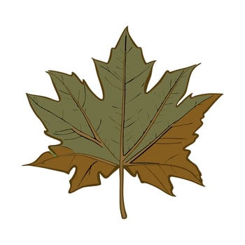 Green leaf. Vector illustration highlighted on a white background. For nature, eco and design. Hand drawn plants.