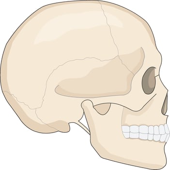 Human skull illustration vector