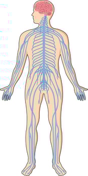 Illustration showing central nervous system in a human body vector