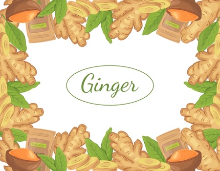 Organic ginger root frame, slices pieces, leaves, powder in a pack, and bowl. Natural spices illustration. Banner with ginger. Organic plant drawing with ginger root, vector