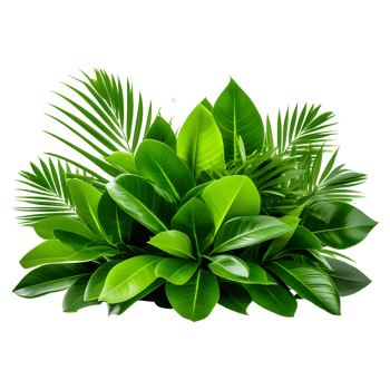 AI generated Tropical Foliage Plant Bush Isolated on Transparent Background png