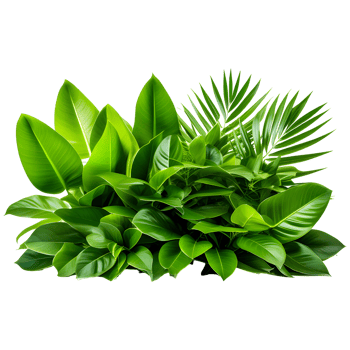 AI generated Tropical Foliage Plant Bush Isolated on Transparent Background png