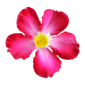Red adenium or desert rose is tropical plant and colorful ornamental plant. Photo of flowers isolated on white or transparent background. png