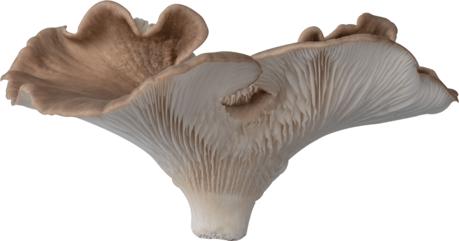 isolated oyster mushroom cutout on transparent background. png