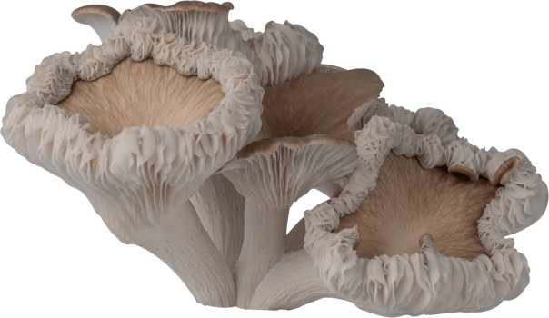 isolated oyster mushroom cutout on transparent background. png
