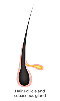 Hair Follicle and Sebaceous Gland Science Design Vector Illustration