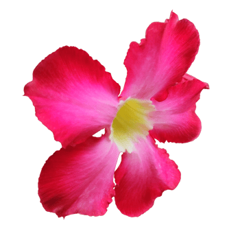 Red Adenium obesum or desert rose tropical colorful ornamental plant. Photo of flowers isolated on a white or transparent background. png