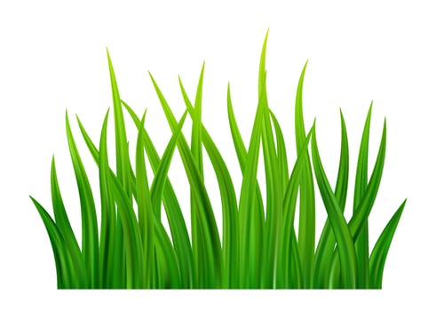Green grass meadow border vector