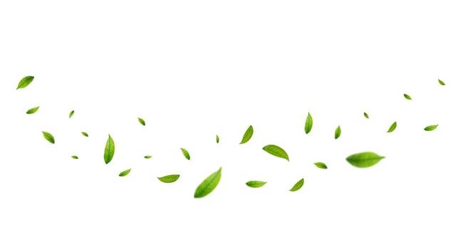 Green leaves fly with a gust of wind. vector
