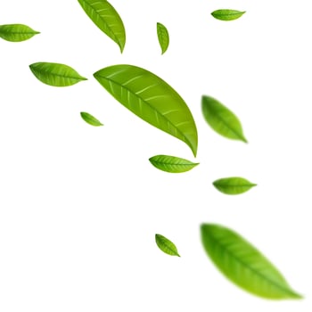 Realistic green tea leaves in motion vector
