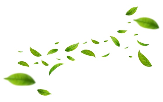 Realistic green tea leaves in motion vector