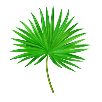 Jungle exotic leaf. tropical leaves vector