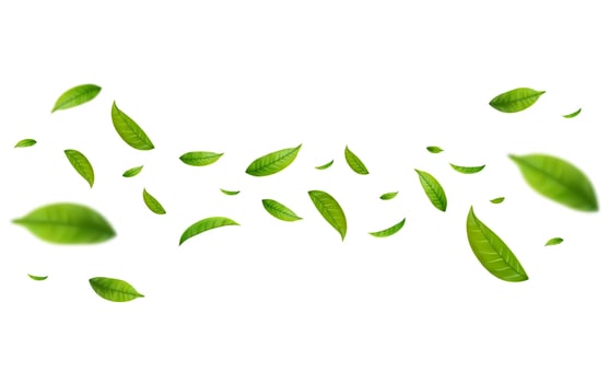 Realistic green tea leaves in motion vector