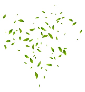 Realistic green tea leaves in motion vector