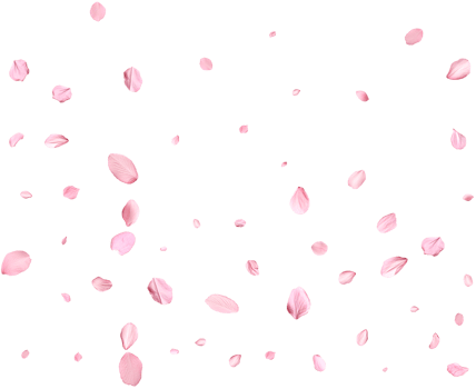 Pink Spring realistic sakura petals. png