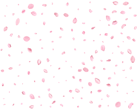 Pink Spring Japanese sakura petals. png