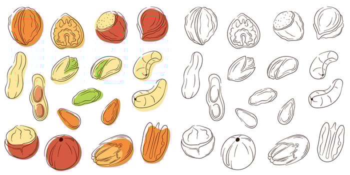 Nuts set in line art style with color. Flat collection of hazelnut, pistachio, almond, cashew, macadamia, walnut, peanut, pecan. Vector illustration isolated on a white background.