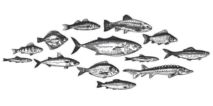Fish school. Hand drawn fishes shoal, underwater marine ecosystem, sea and river inhabitants vintage engraved style vector set