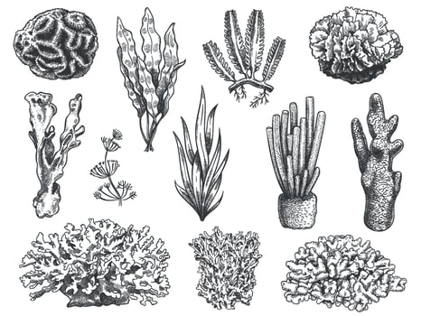 Sketch seaweed. Ocean reef coral and water plant, algae. Underwater life weeds. Marine botanical, cosmetology hand drawn engraved vector set