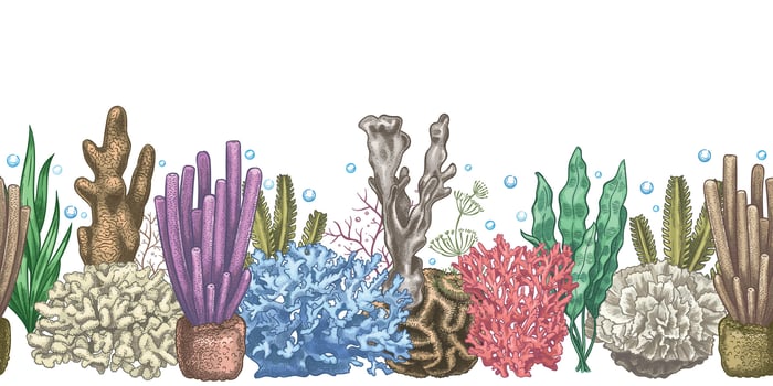 Seaweed seamless border. Sea reef weeds and corals, underwater ocean and aquarium life. Marine japanese, chinese style sketch vector frame