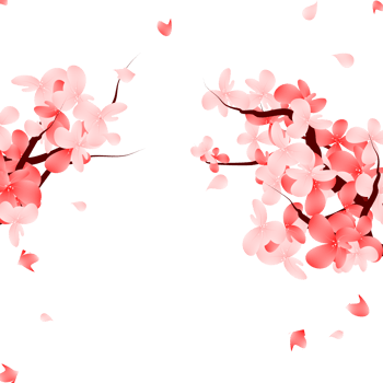 Sweet Valentines Frame, Pink Sakura Border. Cherry Blossom Falling Petals Background. png